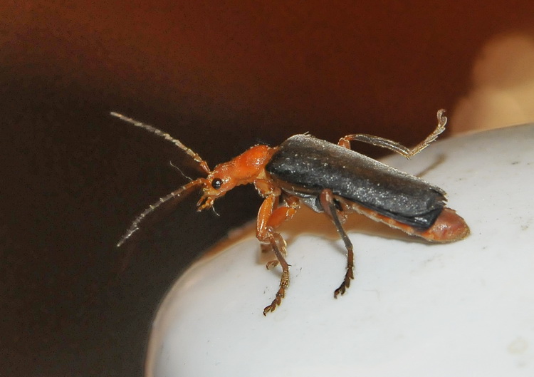 Cantharis livida - L''amico della sera